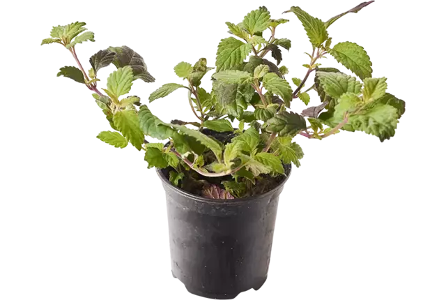BIO Miel verbena en pot 2pc pièce